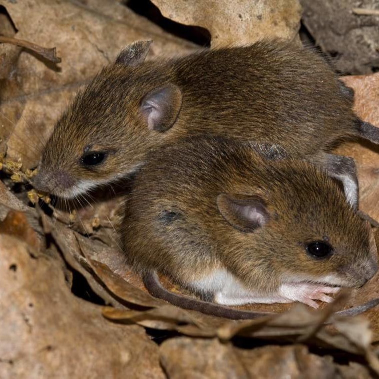 Уничтожения мышей в частном доме в Ставрополе?