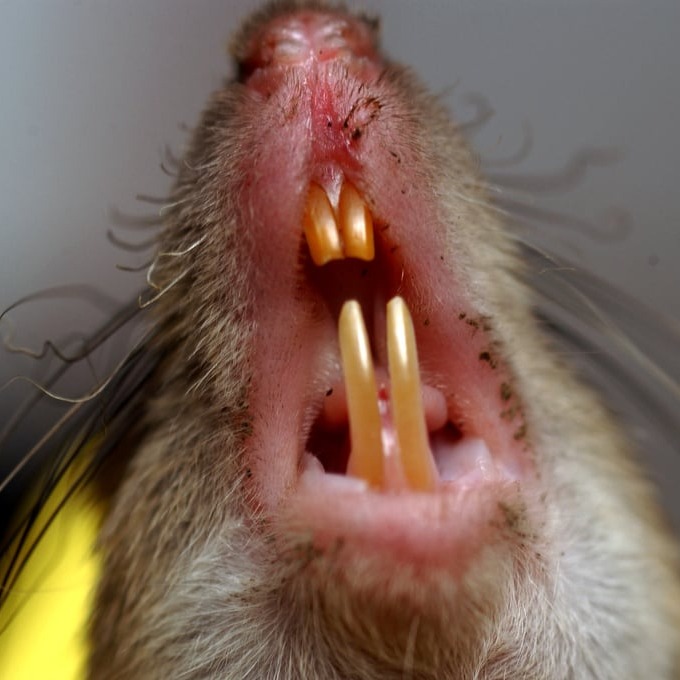 Дератизация крыс в Ставрополе?